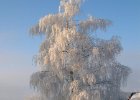 DSCN5684    Eine von Raureif vollkommen überzogene Birke