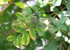 IMG 1437    Hier eine Blaugrüne Mosaikjungfer (Aeshna cyanea) - ein Männchen.