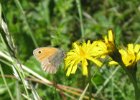 IMG 3804    Kleines Wiesenvögelchen (Coenonympha pamphilus)