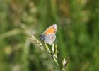 IMG 7691    Kleines Wiesenvögelchen (Coenonympha pamphilus)