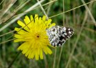 IMG 3810    Das Schachbrett (Melanargia galathea)