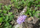 IMG 3836    Das Schachbrett (Melanargia galathea)