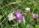 IMG 3882    Das Schachbrett (Melanargia galathea)