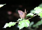 IMG 1442    Ein von der Sonne durchleuchtetes Waldbrettspiel (Pararge aegeria), aufgenommen in der Nähe des Jägerweihers