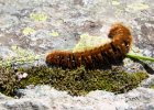 IMG 9473    Ein Zimtbär oder Rostflügelbär (Phragmatobia fuliginosa) als Raupe - gefunden in fast 1600m Höhe in den österreich. Alpen