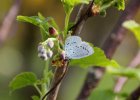 IMG 6308    Faulbaum-Bläuling (Celastrina argiolus)