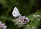 IMG 8051    Faulbaum-Bläuling (Celastrina argiolus)
