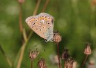 IMG 0653    Ein Weibchen des Hauhechel-Bläulings (Polyommatus icarus) macht Pause ...