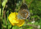 IMG 2158    Hauhechel-Bläuling (Polyommatus icarus)