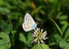 IMG 7554    Hauhechel-Bläuling (Polyommatus icarus)