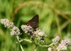 IMG 7825    Der Ulmen-Zipfelfalter (Satyrium w-album).