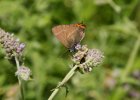 IMG 7830    Der Ulmen-Zipfelfalter (Satyrium w-album).