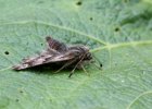 IMG 1951    Ein Malven-Dickkopffalter (Carcharodus alceae)