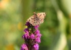 IMG 2644    Malven-Dickkopffalter (Carcharodus alceae)