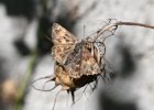 IMG 5764    Ein Malven-Dickkopffalter (Carcharodus alceae) sonnt sich nochmal auf einer vertrockneten "Jungfer im Grünen"