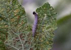 IMG 6846    Stockrosen, wilde Malve, Moschusmalve und andere Malvengewächse sind die Hauptnahrung der Raupe von Carcharodus alceae (Malven-Dickkopffalter) - hier beim Fressen. Unten kann man noch erkennen, dass die Raupe angefangen hat, das Blatt zu einer Tasche zuzunähen. So ist sie vor Fressfeinden sicherer.