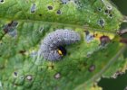 IMG 9870    Die Raupe von Carcharodus alceae auf einer Stockrose. Ich habe für das Foto das normalerweise umgeklappte und "zugenähte" Blatt geöffnet.