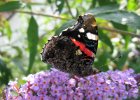 IMG 0257    Der Admiral (Vanessa atalanta)