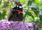 IMG 0259    Der Admiral (Vanessa atalanta)