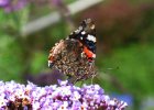 IMG 2804    Der Admiral (Vanessa atalanta)