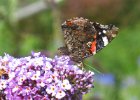 IMG 2805    Der Admiral (Vanessa atalanta)