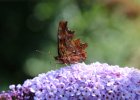 IMG 2671    Das kleine weiße 'C' auf der Unterseite der Flügel hat dem C-Falter (Polygonia c-album) den Namen gegeben.