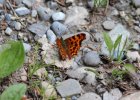 IMG 2982    Der C-Falter (Polygonia c-album)