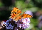 IMG 3412    Der C-Falter (Polygonia c-album)