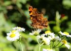 IMG 6991    Der C-Falter (Polygonia c-album) - wunderschön erkennbar, das C auf der Unterseite des Hinterflügels, das dem Falter den Namen gab,