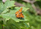 IMG 8846    C-Falter (Polygonia c-album)
