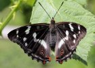 IMG 0350    Der Große Schillerfalter (Apatura iris) - hier ein Weibchen.