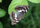 IMG 0388    Ein Weibchen des Großen Schillerfalters (Apatura iris) in voller Pracht.
