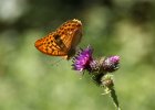 IMG 2279    Kaisermantel (Argynnis paphia) auf einer Krazdistel.
