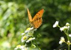 IMG 6972    Kaisermantel (Argynnis paphia)