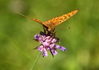 IMG 7063    Kaisermantel (Argynnis paphia)