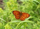 IMG 8182    Kaisermantel (Argynnis paphia)
