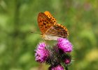 IMG 8841    Der Kaisermantel (Argynnis paphia)