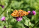 IMG 8844    Der Kaisermantel (Argynnis paphia)