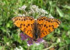 IMG 3791    Roter Scheckenfalter (Melitaea Didyma).