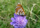IMG 3844    Roter Scheckenfalter (Melitaea Didyma).