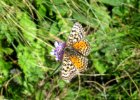 IMG 3852    Roter Scheckenfalter (Melitaea Didyma).