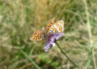 IMG 3871    Roter Scheckenfalter (Melitaea Didyma).