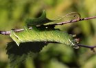 IMG 0001    Die Raupe der Pyramideneule (Amphipyra pyramidea) - schön zu sehen die typische Ruhehaltung mit "Oberkörper frei"