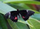 IMG 1544    Heliconius Erato