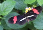 IMG 7424    Heliconius Erato