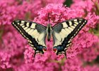 IMG 0528    Schwalbenschwanz (Papilio machaon)