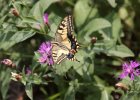 IMG 0875    Schwalbenschwanz (Papilio machaon) saugt an Wiesen-Flockenblume (Centaurea jacea). Aer bei Tignale, Gardasee, Italien.