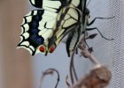IMG 1586    Der "kleine Unterschied" beim Schwalbenschwanz (Papilio machaon) - spitzes Hinterteil: Männchen