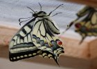IMG 1598    Der "kleine Unterschied" beim Schwalbenschwanz (Papilio machaon) - flaches, dickes Hinterteil: Weibchen
