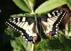 IMG 1615    Der junge Schwalbenschwanz (Papilio machaon) nimmt sein erstes Sonnenbad.